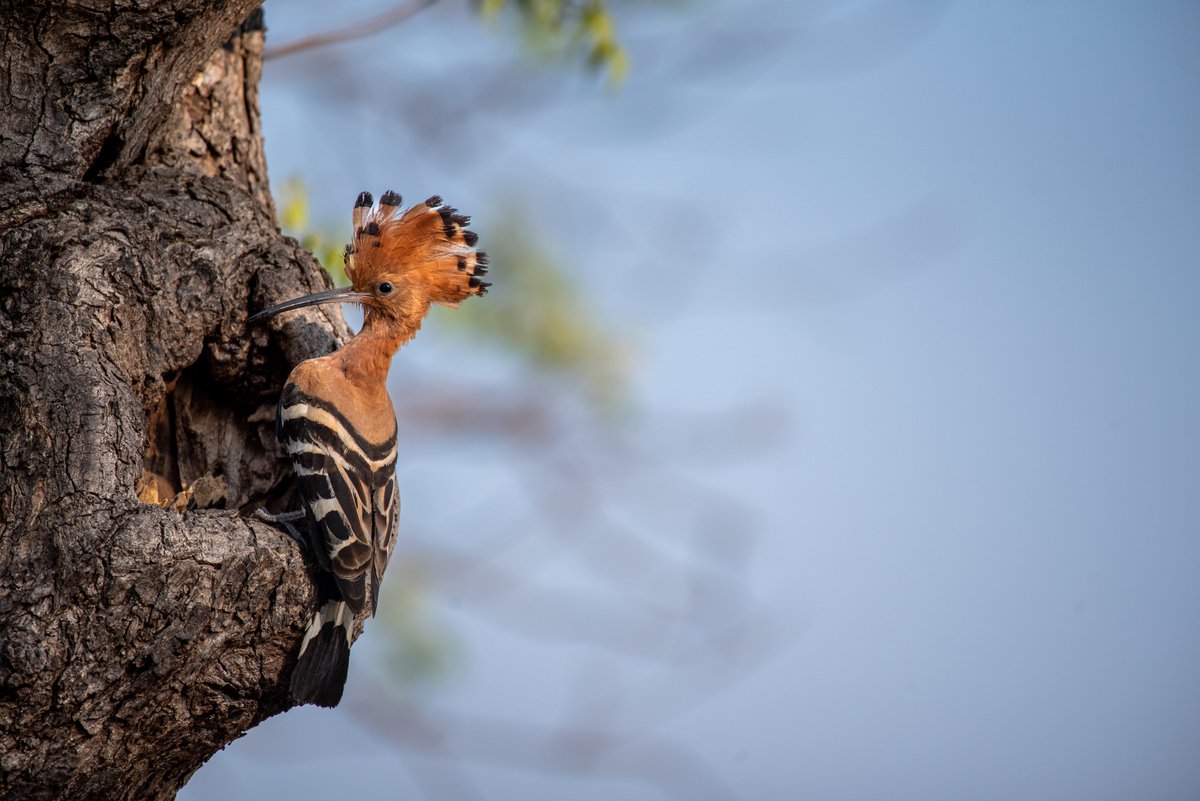 Common Hoopoe!