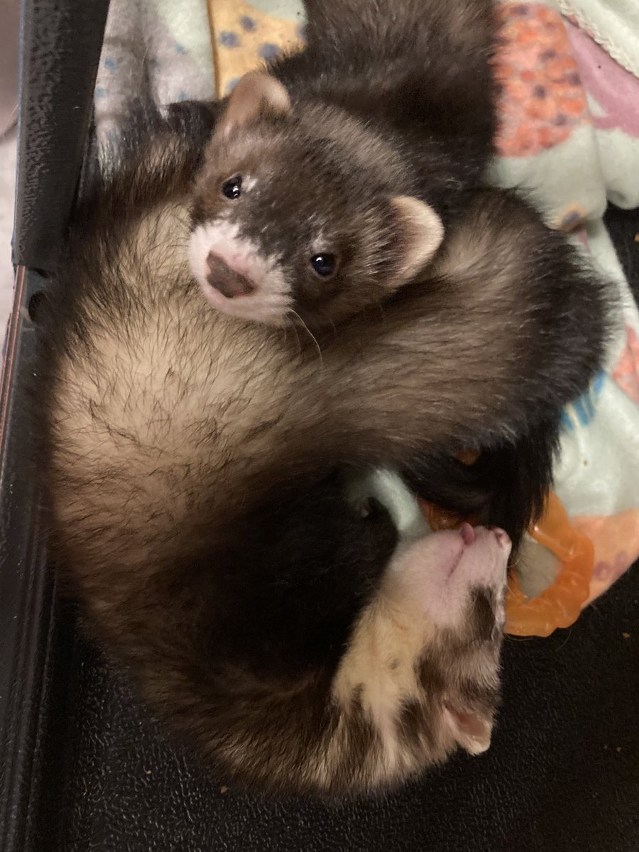 Moby. The ferret you are.