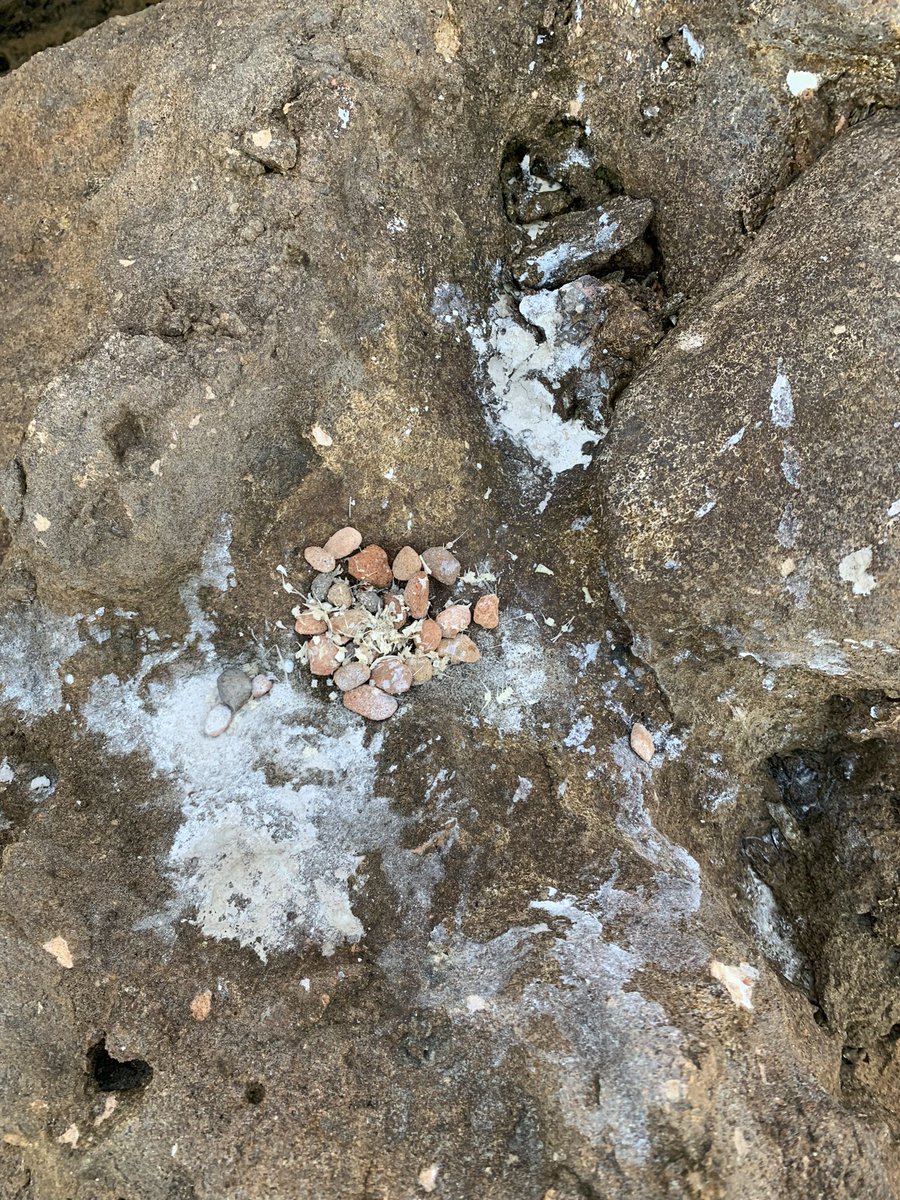Here’s a provocation, a hook, a wondering, a curiosity igniter!!! My theory is an animal has collected these pebbles and is using them as a tool to process food (fish) What do you think?🤔 Clues… rocks at shore line…. Many sea birds in area (World Heritage) pebbles on beach