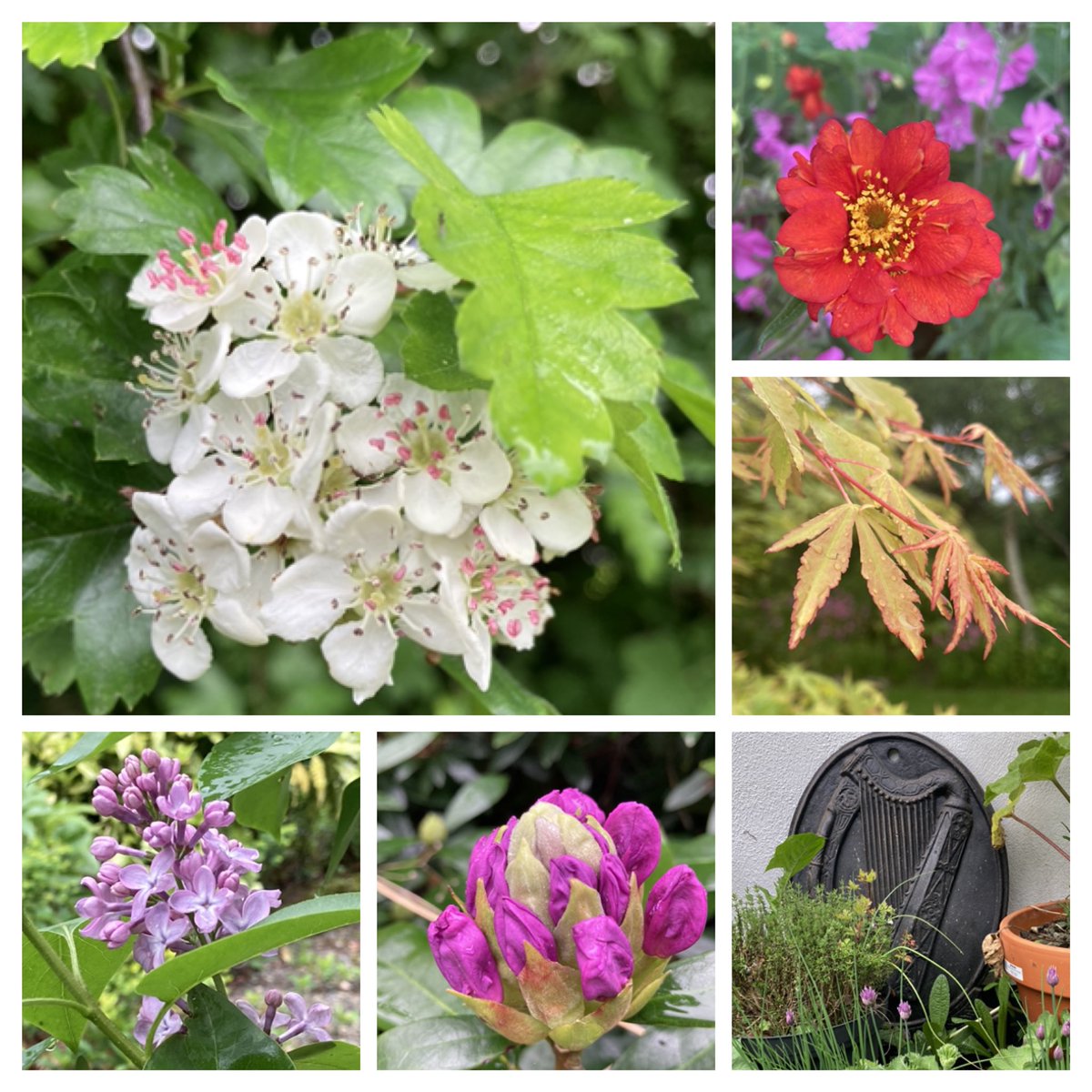 Hawthorn, geums, lilac, rhododendron, chives and Acers all having their turn to glory in the garden this week 😎#SixOnSaturday #GardenersWorld #SaturdayVibes