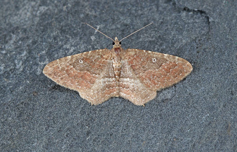 4 Udea ferrugalis (Rusty-dot Pearl), 1 Gem (N. obstipata), 2 Dark Sword-grass (A. ipsilon) and 28 Silver Y (A. gamma), plus 4 Angle Shades (P. meticulosa), to light at St. Mellion, E. Cornwall on 17/5.