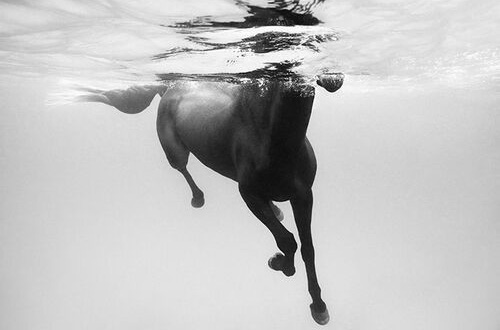 Equus Underwater :-)