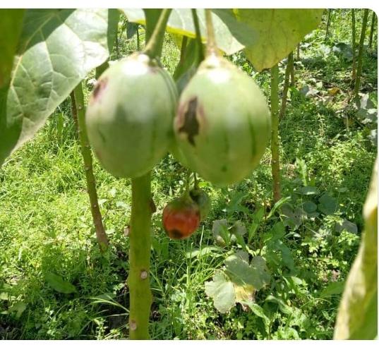 #KnowledgeSharingTime! , Take a close look at these photos of Tree tomato fruit . Can you identify any #Problem? Let’s discuss how we can #prevent and #control it. Check out the photo below 👇. @CABI_Plantwise @EnyonamManye @jcniyomugabo @SangwaSifa @ShimoYvette