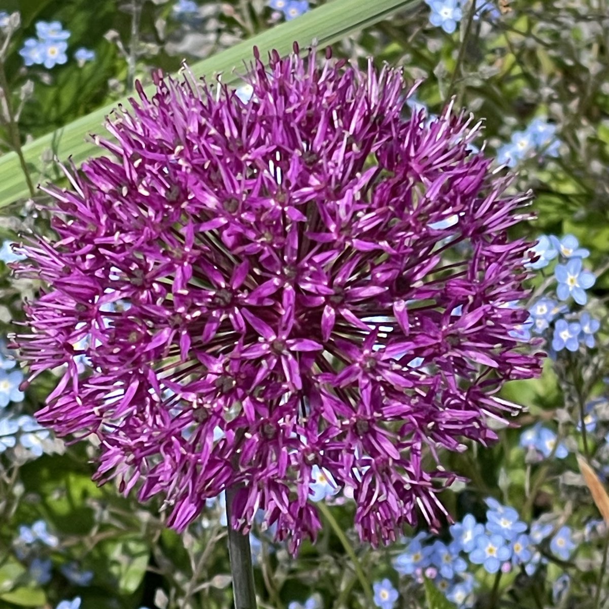 An allium in my Devon garden to brighten your Saturday morning #allium #flowers
