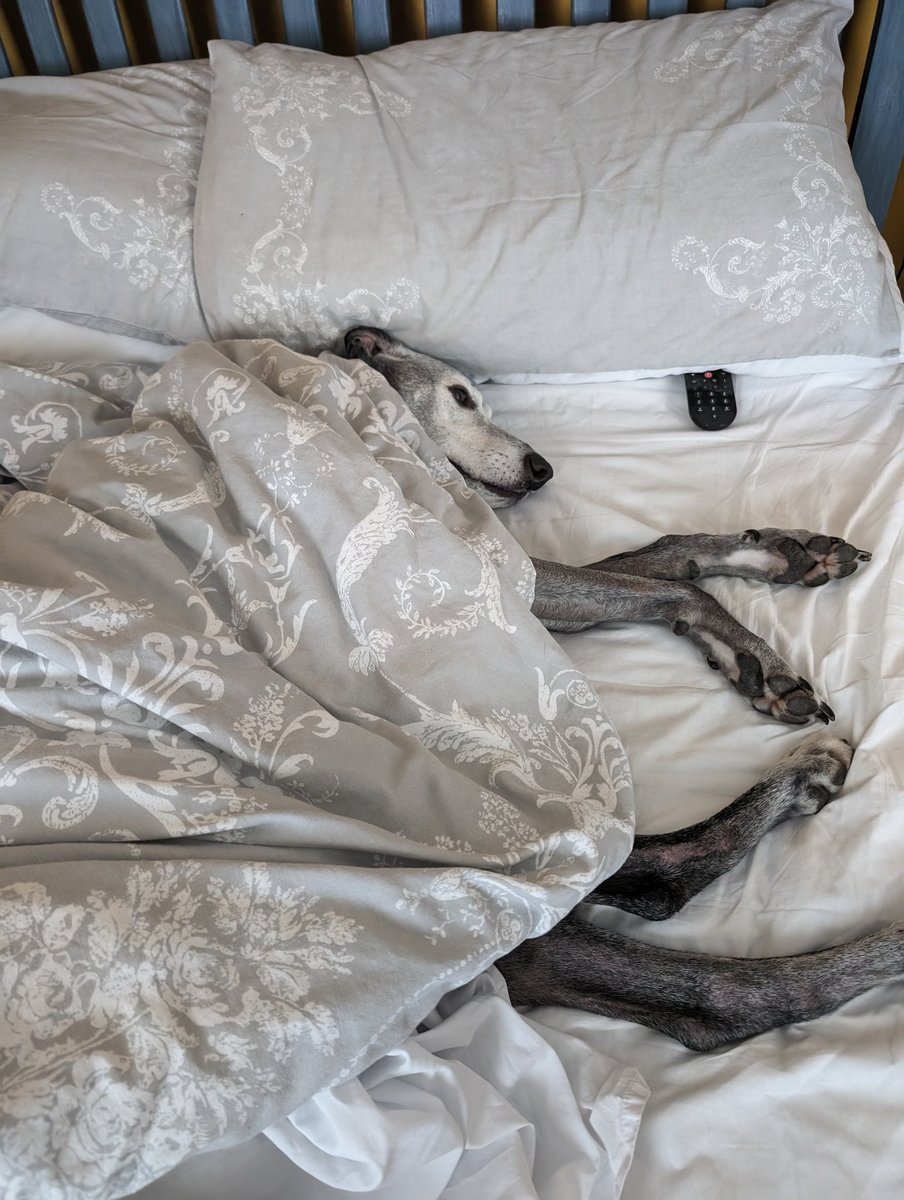 MRECaroline's tweet photo. @Phil_Sledge Thinks he's human 🤣 Found him like this. https://t.co/Lu9fDDWi4g