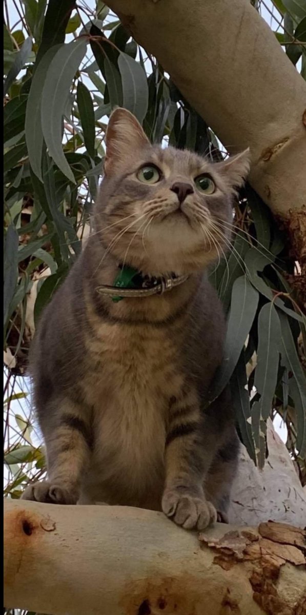 Grace44182800's tweet photo. $MANEKI you are a charm ❤️

Just like my beloved cat https://t.co/dE42eKOuTg
