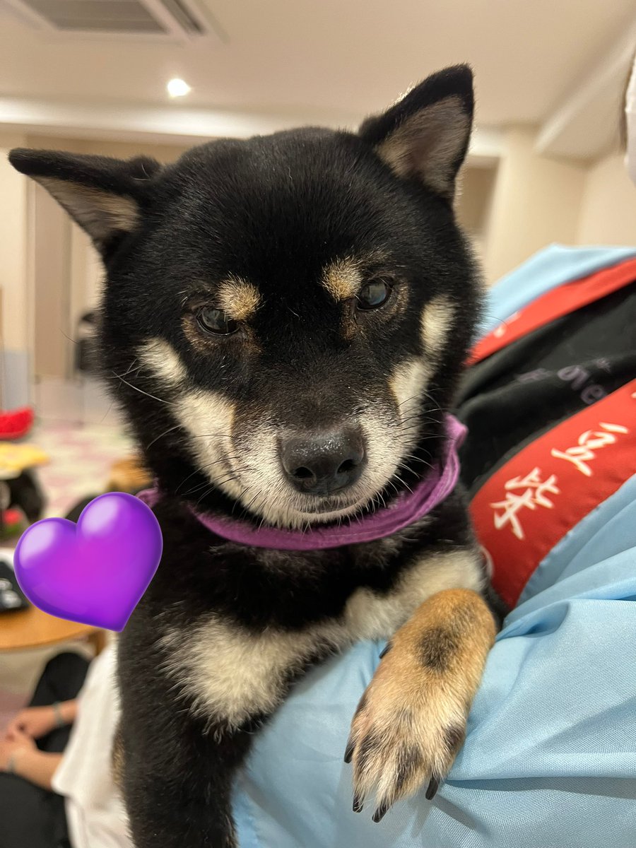 Aya_48chan's tweet photo. 約１ヶ月ぶりの柴活🐾
コウリくんお休みで 会えなかったの残念😢
しっぽ痛い痛い早く治りますように…🍀.*
レゴレゴはフロア出てきた瞬間、
お名前呼んだら真っ直ぐ来てくれた😭🫶
可愛すぎるっっっ💜
きーたんナデナデされてるお顔かわゆい🥰
今日も癒しをありがとう☺️💜幸せ！
 #小豆柴の郷上野店 https://t.co/OtGMv1vbaB