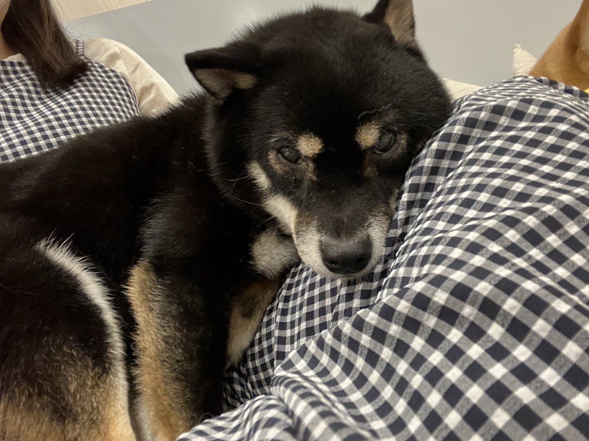 Aya_48chan's tweet photo. 約１ヶ月ぶりの柴活🐾
コウリくんお休みで 会えなかったの残念😢
しっぽ痛い痛い早く治りますように…🍀.*
レゴレゴはフロア出てきた瞬間、
お名前呼んだら真っ直ぐ来てくれた😭🫶
可愛すぎるっっっ💜
きーたんナデナデされてるお顔かわゆい🥰
今日も癒しをありがとう☺️💜幸せ！
 #小豆柴の郷上野店 https://t.co/OtGMv1vbaB