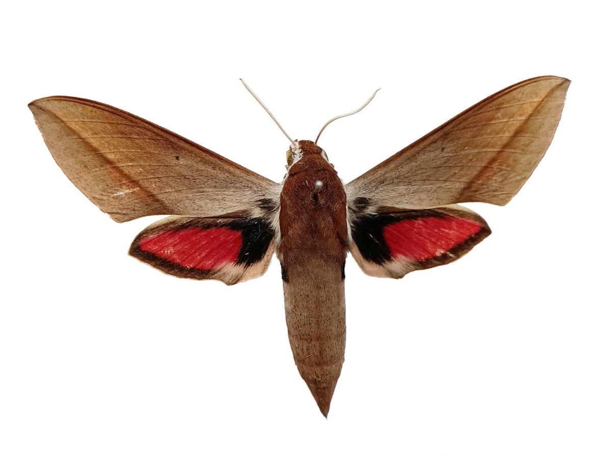 シタベニスズメ
Theretra alecto alecto (Linnaeus, 1758)
下翅が美しいスズメガ。the熱帯という感じがしてとてもよい。