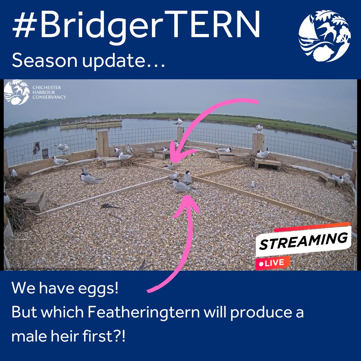 Tern TV - an update!

At least two of our terns are now sitting on eggs, as well as a few of the black-headed gulls!  Catch all the action LIVE on Tern TV - link in our bio!

conservancy.co.uk/about-chichest…

#commonterns #springwatch #bridgerton  #featheringtons #bridgertern