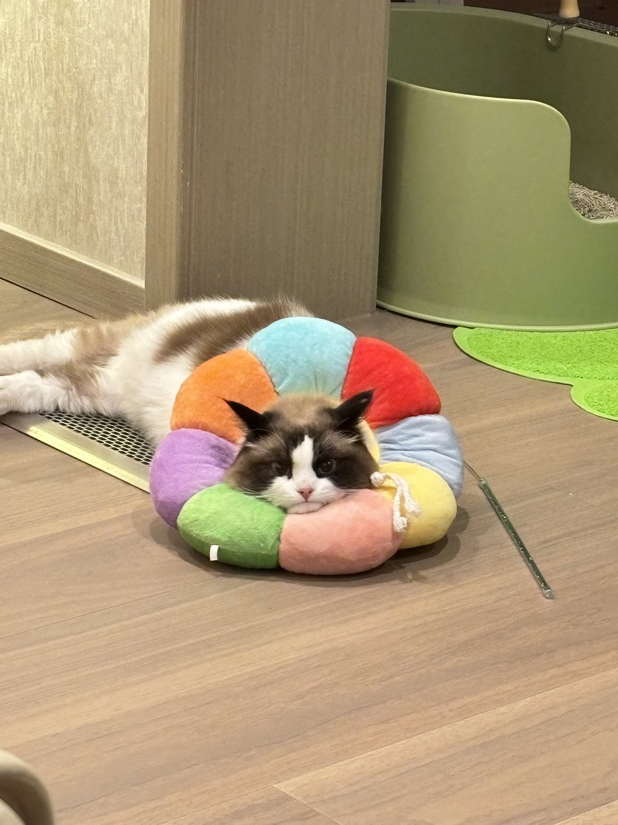 Ruby010616's tweet photo. 好喜欢我的猫🐱 https://t.co/3GY3Qp8Mfd