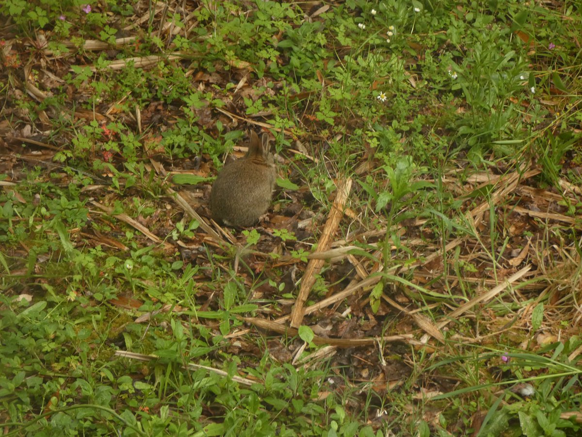 Biodiversité dans mon jardin
le soleil est enfin là
les petits lapins ont mangé  la plupart de mes lys, les fourmis ont mangé, les boutons de mes pivoines 
les rosiers sont mangés par les pucerons