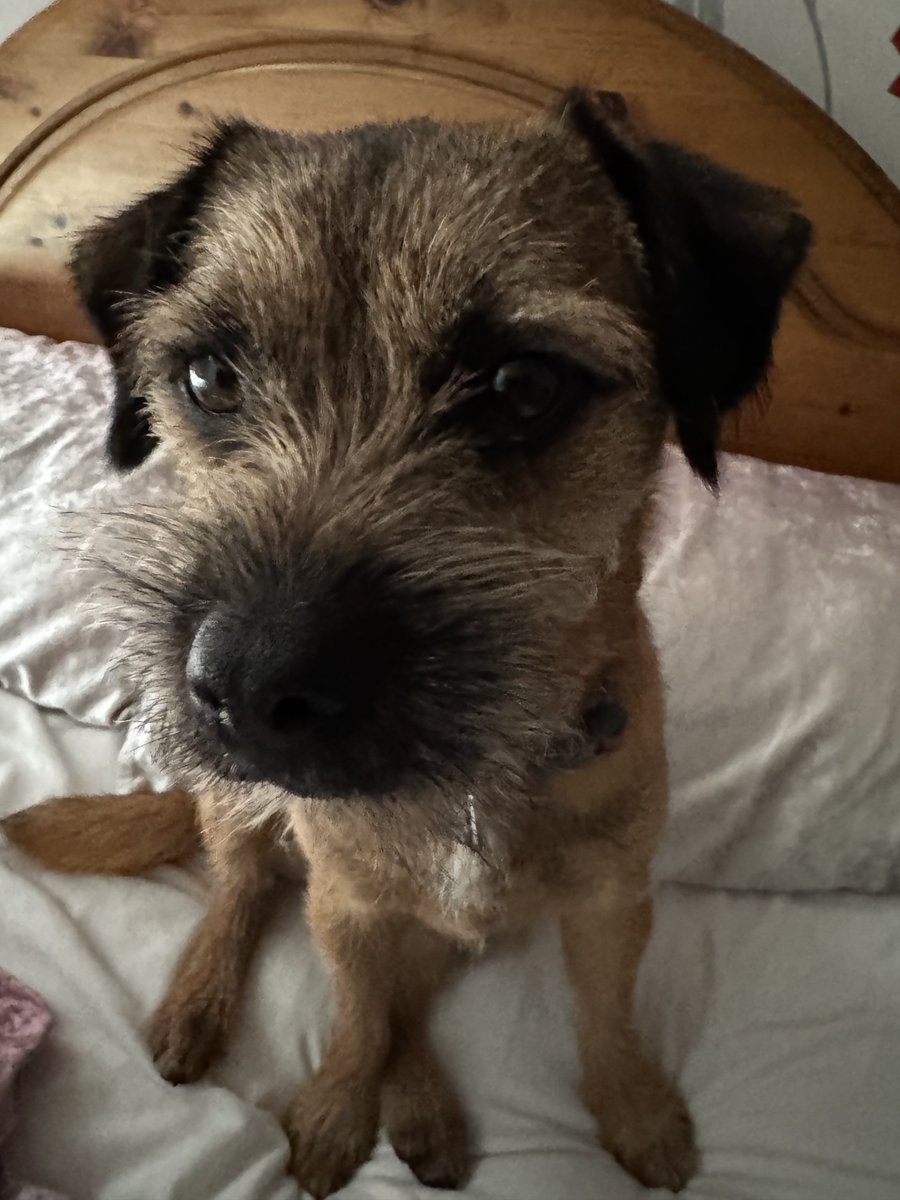 Duz dis look like da face ov a BT dat jus snaffles 2 shortbred biskits unattend on da side? …………………..
I dunt fink so! *sniggers* 🐾🐶🍪 
Happy Saturday! 🥳 #btposse