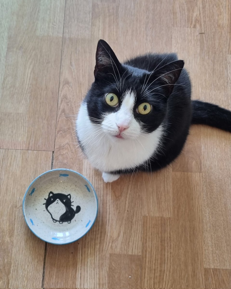 birdietamart's tweet image. Starving 😭