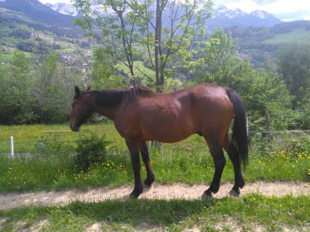 brindille85's tweet photo. Urgence Vitale avant marchand Secteur 38 Gresivaudan
Lormet TF 25 ans Sociable, gentil, très bien manipulé, en parfaite santé vit au pré à l’année pratique aux soin Idéal compagnie, equifeel, médiation Placement sous contrat Dossier adoption : https://t.co/kKEI5s2ej0 https://t.co/He7mBxhLvj