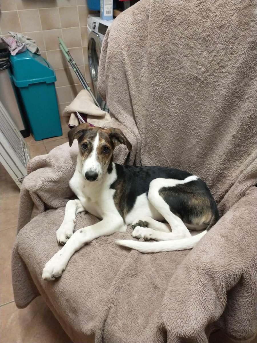 Please retweet to help Vinnie find a home #EVESHAM #WORCESTERSHIRE #UK AVAILABLE FOR ADOPTION, REGISTERED BRITISH CHARITY✅ LURCHER PUP AGED 3 MONTHS, he can live with children aged 15+ and nees to live with another friendly dog DETAILS or APPLY👇 lurcher.org.uk/vinnie/