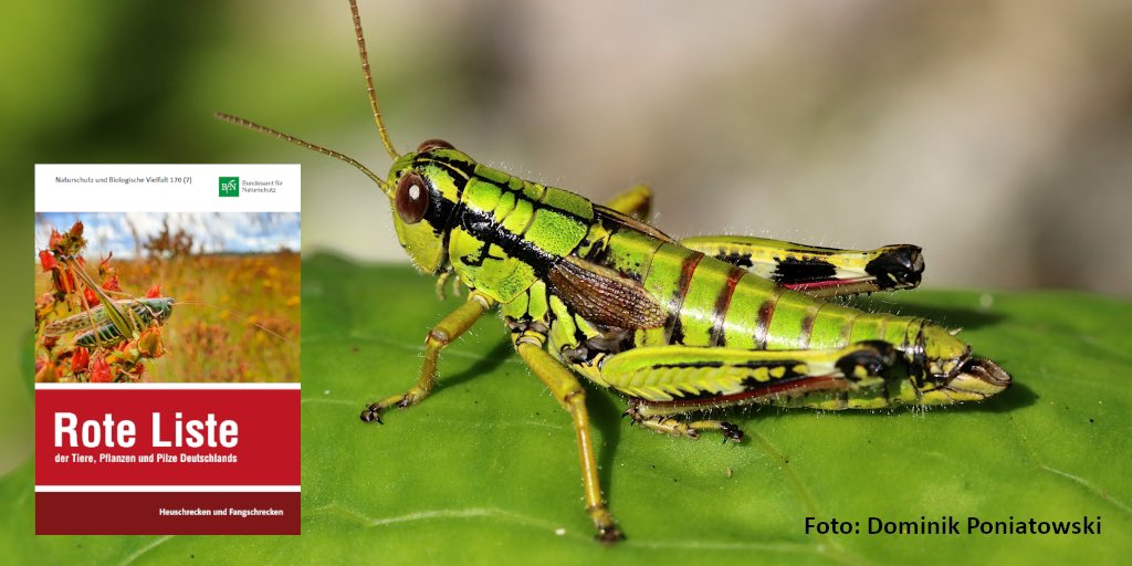Die neue #RoteListe der #Heuschrecken und Fangschrecken Deutschlands gibt es als elektronische Publikation zum kostenlosen Download beim Herausgeber <a href="/BfN_de/">BundesNaturschutzAmt</a> und auf unserer Website. 

Die Ergebnisse haben wir gemeinsam vorgestellt: 
 ➡️ rote-liste-zentrum.de/de/Download-Wi…