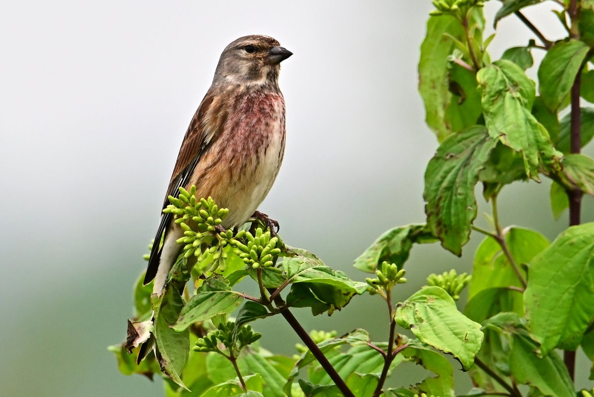 📷 Linotte mélodieuse mâle - Linaria cannabina - Common Linnet. #birds #oiseau #nature #NaturePhotography #BirdTwitter