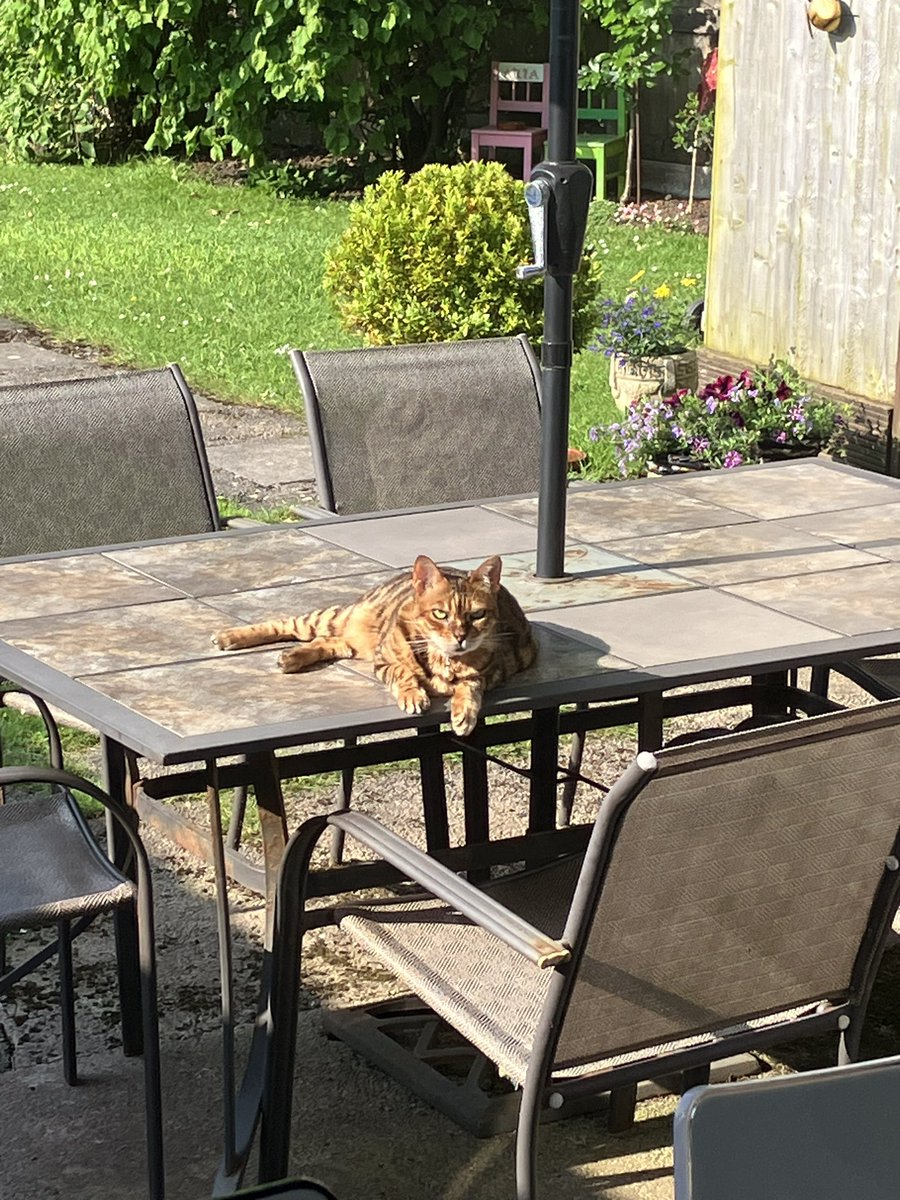 dawnybj's tweet photo. I know Iโm a fair weather girl, but I canโt not #Hedgewatch today basking in glorious sunshine shift ๐น ๐Have a great day everyone, hope youโve all got sunshines too #TeamBengal #SunpuddleSaturday https://t.co/BP2DapyNs6
