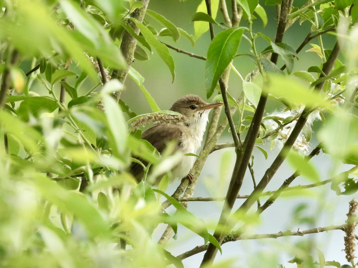 _Laboleyn's tweet image. Trying to get a clear shot of this reed warbler was so frustrating, but it was worth it