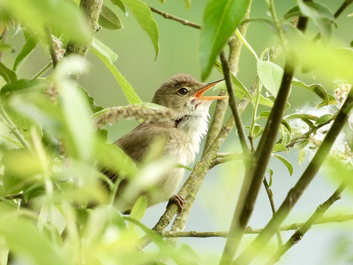 _Laboleyn's tweet image. Trying to get a clear shot of this reed warbler was so frustrating, but it was worth it