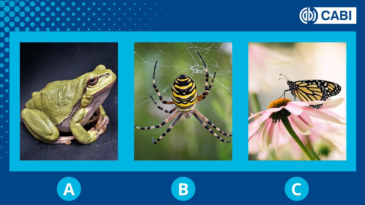 Test your knowledge for #BiodiversityDay!🌍🌸 What image shows a 𝘁𝗲𝘁𝗿𝗮𝗽𝗼𝗱? 🤔 A, B or C Comment your answer below 👇