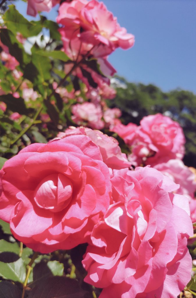 fujimo1126's tweet photo. ばら https://t.co/On2k7tc9kp
