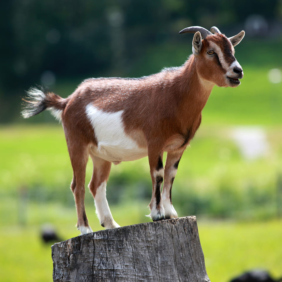 What do you call Goat in your Native language?