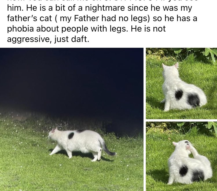 Post on village Facebook group about a currently missing-in-action cat who has a ‘phobia about people with legs’.
