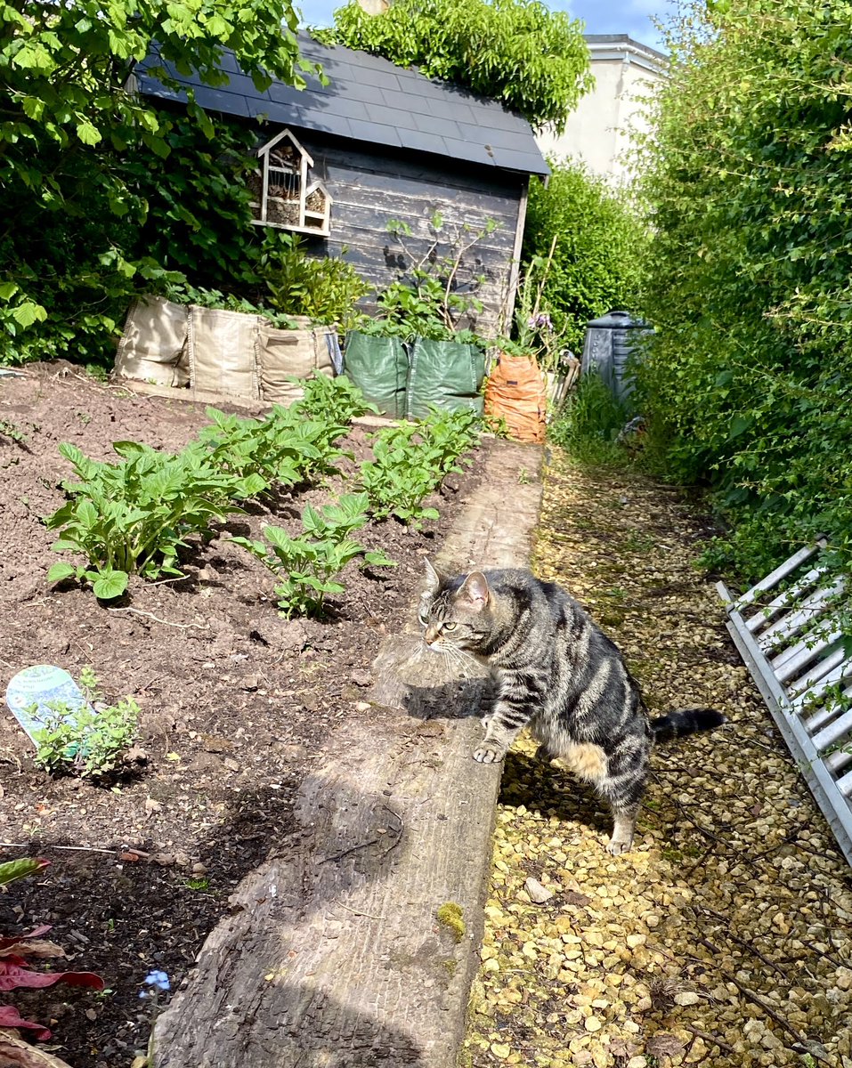 #Caturday is a good time to check the impawtant crops. My cat mint appears to be surviving the nibbling. Can’t imagine who has done that! 🙄😇😹 #cats