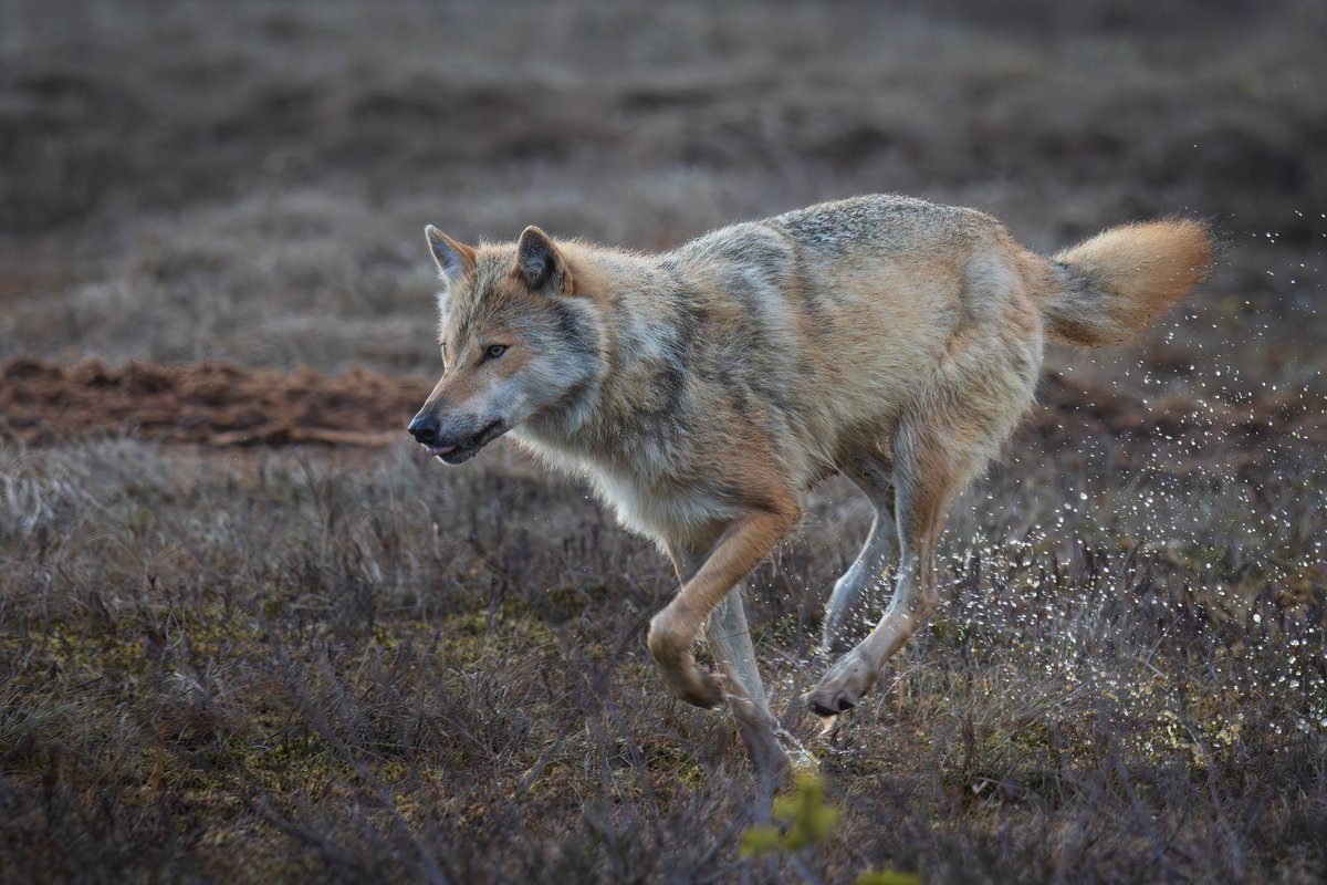 Nyt on ensimmäinen valoisa kuva juoksevasta sudesta saatu:) Seuraavaksi voi jo hakea onnistunutta kuvaa. #susi #wolf #kuhmo #finlandlakeland