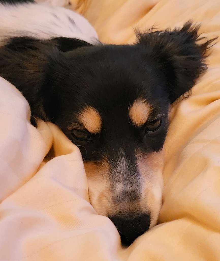 Saturday morning... 😊🐾 #Bandita #Zelda #DogsofTwittter #Dachshund #Doxie #Teckel