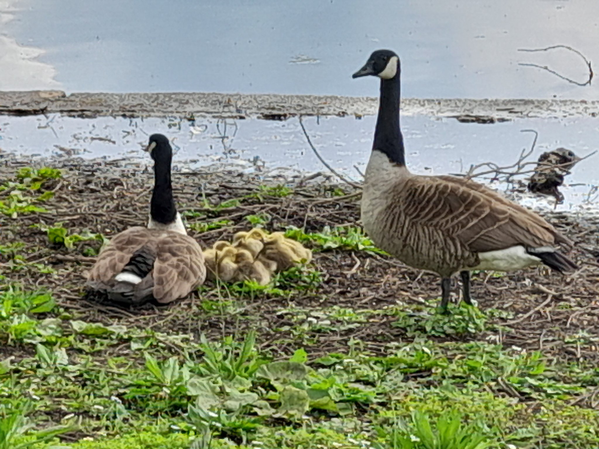 Paul Mathews Comedy Author on X NATURE NEWS I met several baby geese in Verulamium Park St Albans on Friday These ranged from tiny yellow Canada geese goslings to the larger