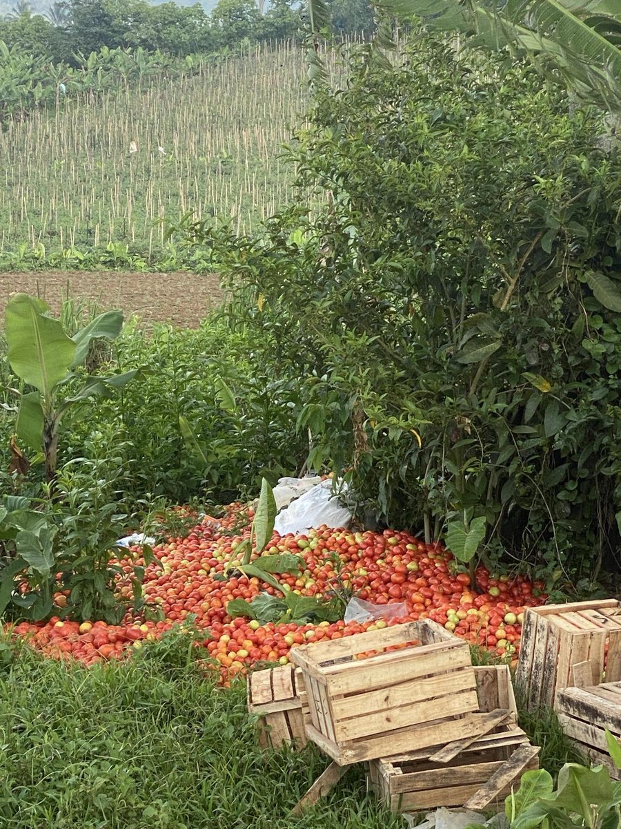 Tomatoes being thrown away - at Kapatagan, Digos, Davao del Sur.  
I was at the market last Monday and tomatoes were selling at ₱15 per kilo, overripe ones at ₱11 pesos.  Kawawa naman ang ating mga farmers.