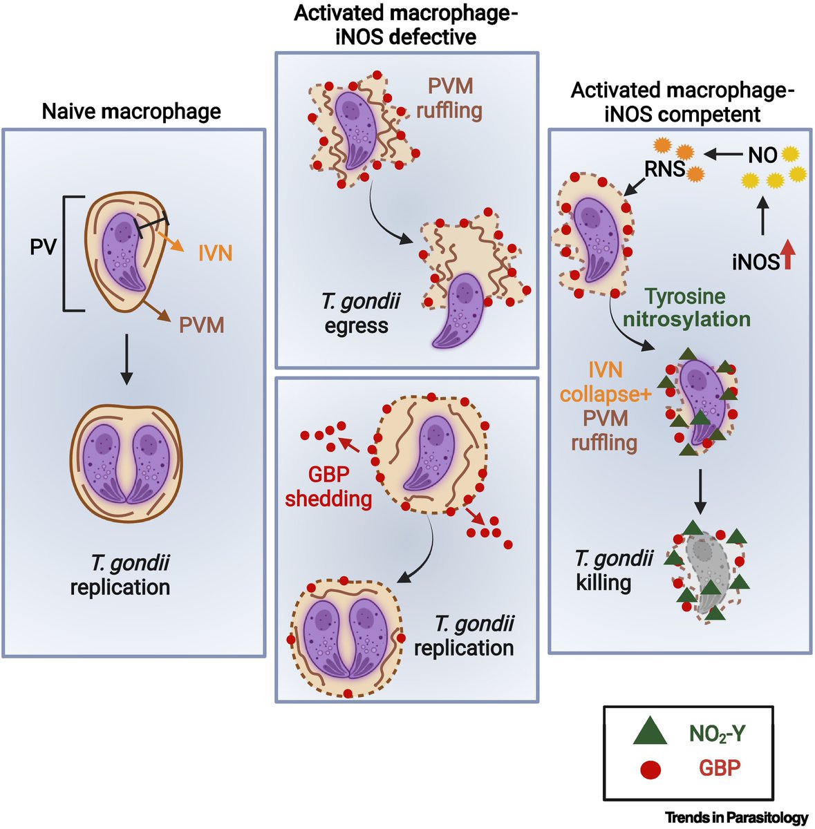 TrendsParasitol's tweet image. Drs @azinasuhi &amp;amp; George Yap highlight @ewald_lab &amp;amp; colleagues’ recent @NatureComms article on #iNOS role in #GBP-mediated #Toxoplasma clearance in murine #macrophages. @OMRF @Rutgers_NJMS @RutgersU @MedicineUVA

authors.elsevier.com/a/1j6DR_XTJP8L…