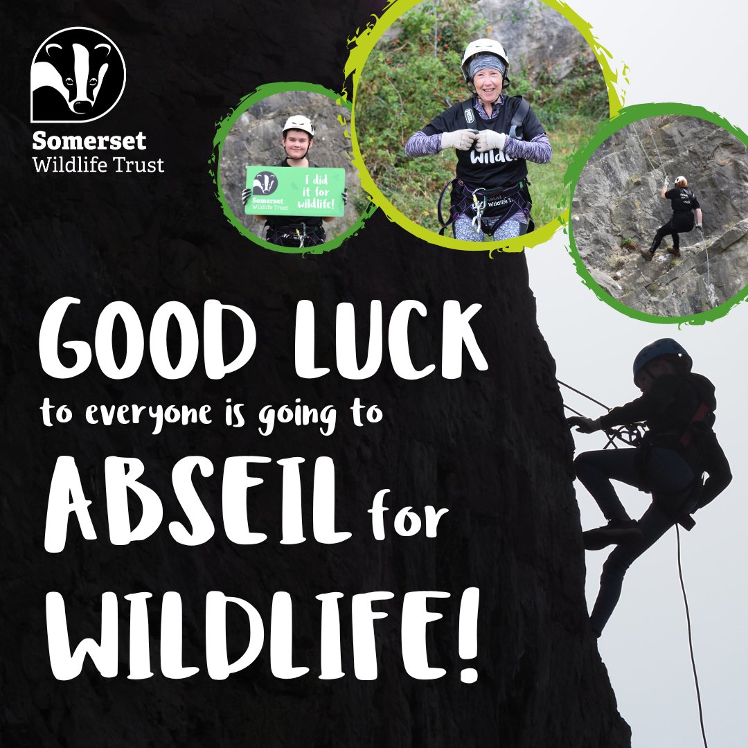 Good luck to our all abseilers, as they prepare to take a leap of faith from 130 feet in Uphill Quarry! ⛰️ 🤩 Feeling inspired? Why not #ChallengeYourself for nature! Sign up to a challenge today: somersetwildlife.org/challenge-your…