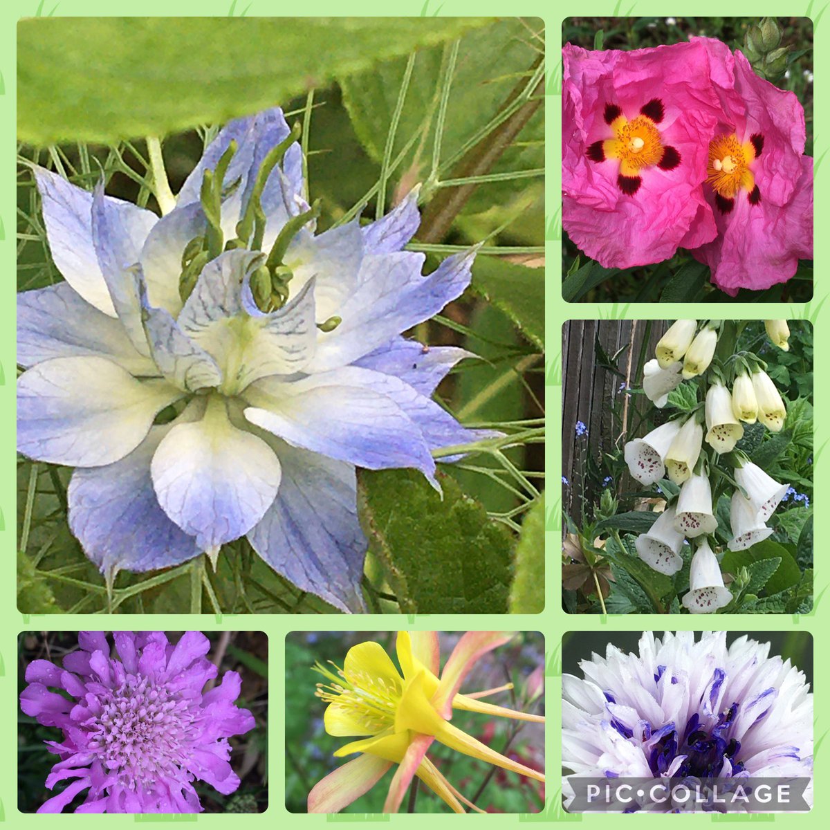 Well I thought it was going to be coffee in the garden this morning but alas it’s raining, hopefully it’ll get out later.  Have a good day whatever you’re up to 😊🌸🌿

#flowers #gardening #sixonsaturday