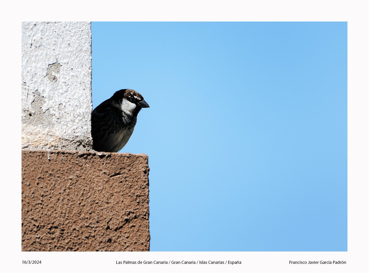 “Nos vigilan”. #BuenosDías #FotografíaAves #Pájaro #GorriónMoruno #Cielo #Luz #Sombra #Color #LasPalmasdeGranCanaria #GranCanaria #IslasCanarias #España