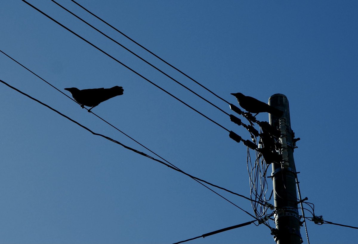 A very blue sky and two very noisy crows this morning. Not yatagarasu as they lack three legs so there's a good chance they metamorphose into karasu-tengu when we humans are not looking. #japanesecrows