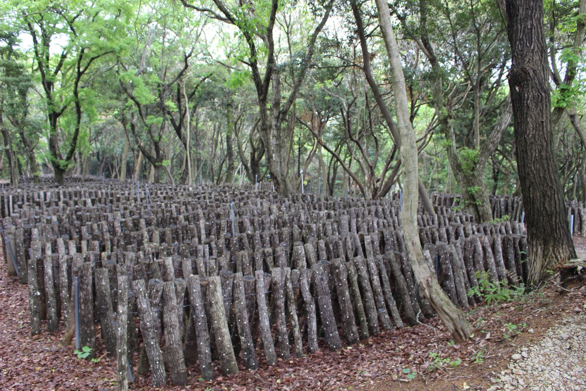 日本ゴルフ協会ゴルフ振興推進本部 tweet media