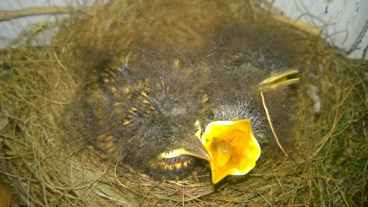 Robin chicks I found in my garage a few years ago. They fledge at about 13 days but are ground based for a few more days till they become strong flyers. Please do not pick them up. this is natural for a lot of birds. hedgebuddies.co.uk #UKGiftHour #UKGiftAM #ShopIndie