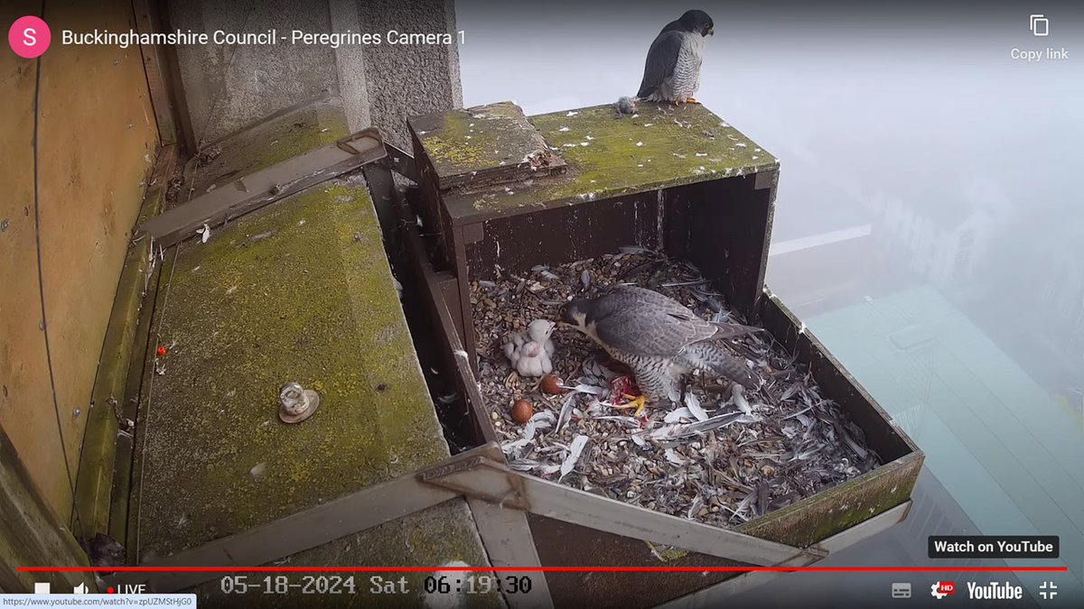 AYLESBURY PEREGRINES
After a worrying evening when  we received a message asking had the chick "gone" relieved to see it eating a hearty breakfast this morning facebook.com/RSPBNorthBucks…