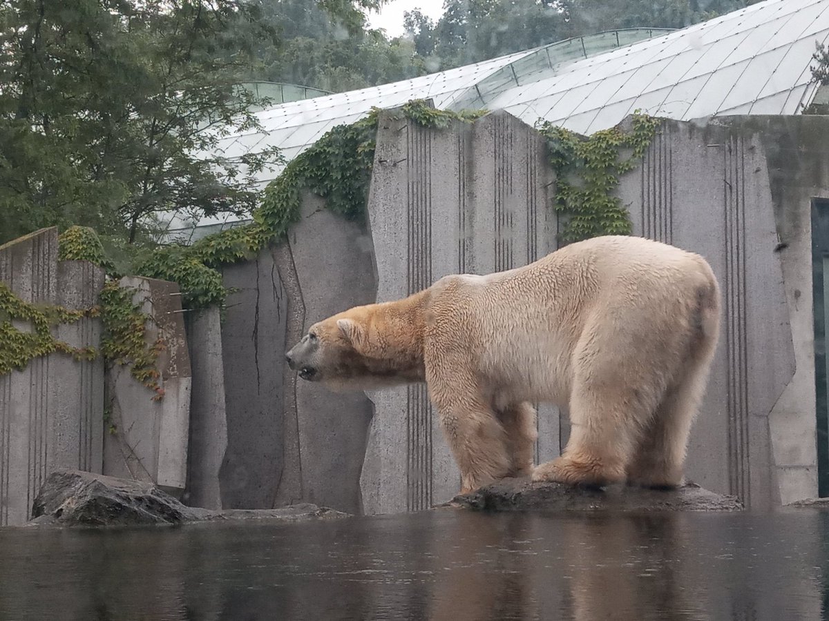 LiMoncc's tweet photo. Another school #trip. This time at #austria #viennaZOO where we have seen #penguin #panda #polarbear . It was very much fun even if we had #rain 🥰🐼 #zoo #animals https://t.co/ykB9SYnHwv