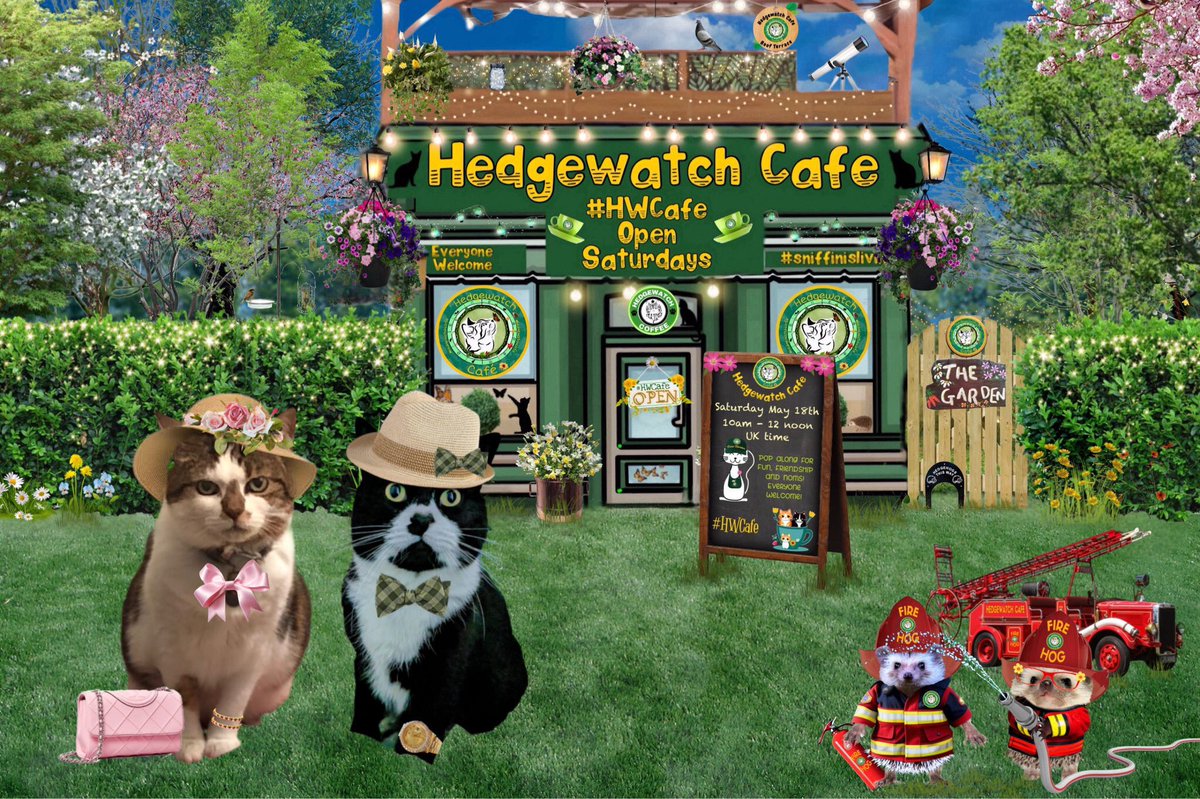 Mummy is at the hooman furcutters today🙀 so I have come early for #HWCafe with my lovely furiance Bryan @InfluencerBryan