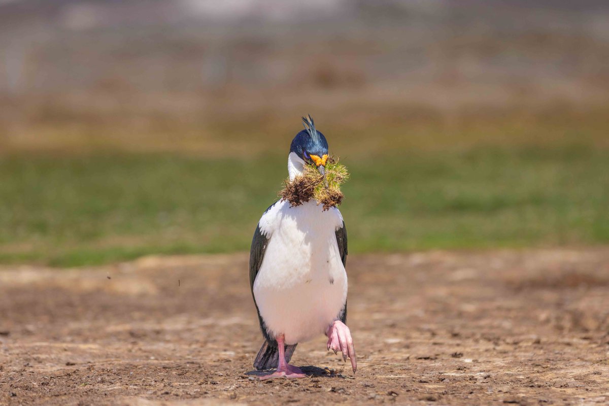 ベッドづくり ズグロムナジロヒメウ（鵜の仲間）が大量の草をくわえて歩いていた。 彼らはこういった草などを巣に持ち帰り、ベッドのように巣に敷く。卵を産むための準備だ。 (フォークランド諸島にて撮影) #wildlifephotography #ペンギン #Birdphotography #penguin #野鳥 #falklandislands