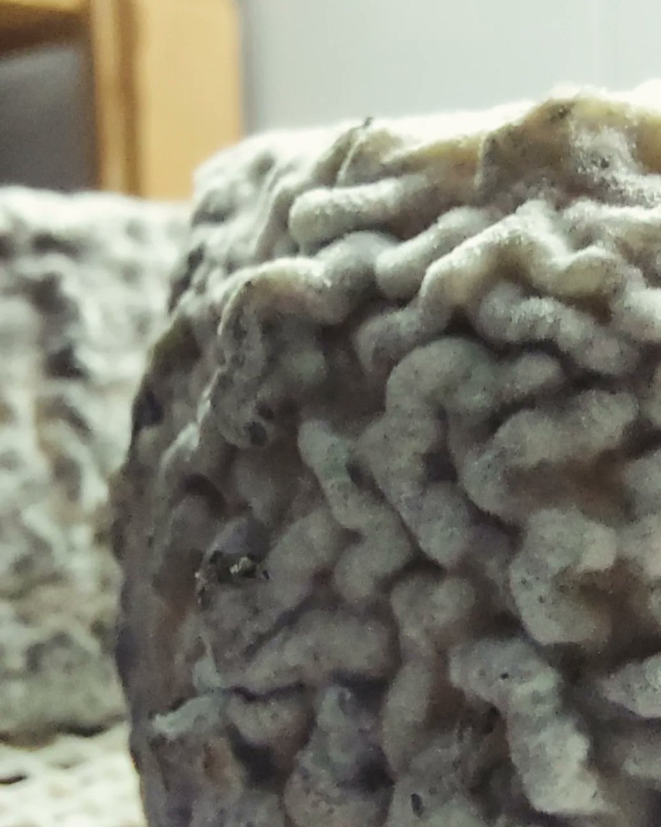 Més pluja igual a més herba, cabres  felices, formatges més bons. Aquesta és una cabra alpina i està a Lluçà on en Jordi de <a href="/FormatgesLluca/">FormatgesLluca</a> la cuida i la muny. I després, en fa uns formatges fabulosos.