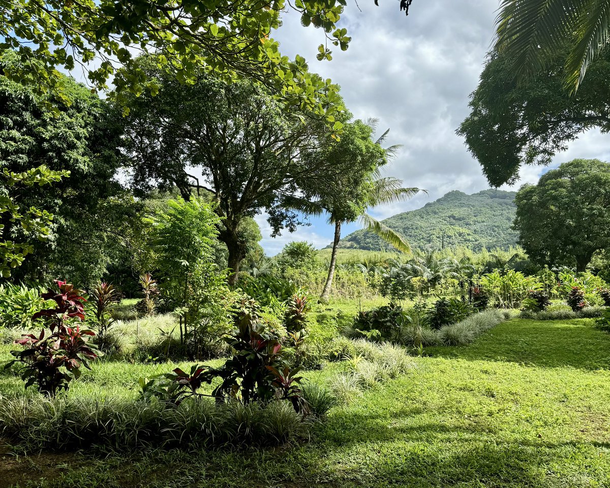 CZacharopoulou's tweet photo. #OneForest !
L’#EquipeFrance soutient le projet de #Ferney à #Maurice
➡️ complet au sens écologique, combinant la restauration des #écosystèmes, la #reforestation et l’#agroforesterie
➡️ ambitieux au plan social, partageant la gouvernance et les bénéfices avec les communautés https://t.co/gCth0IzvEL