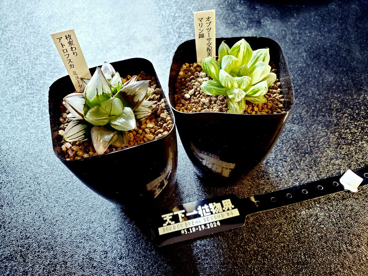 多肉植物 ハオルチア アトロフスカミュータント錦(枝変わり) 二頭立 