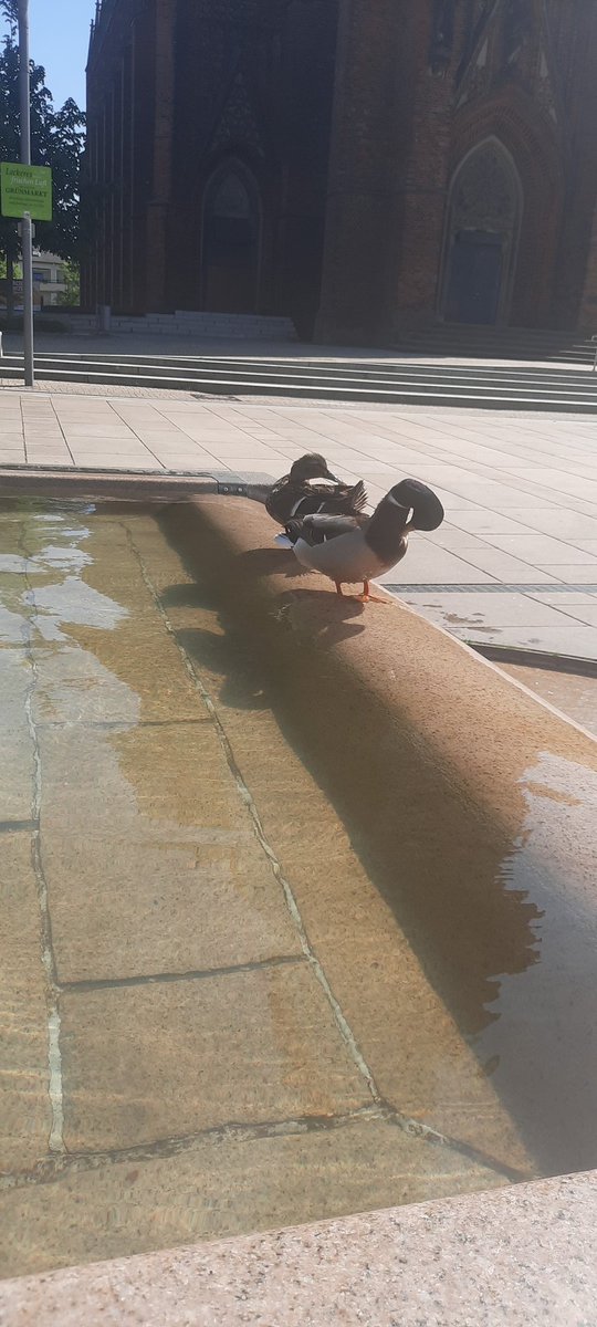 Chilling here with my duck friends that sit right behind me 💕✨️