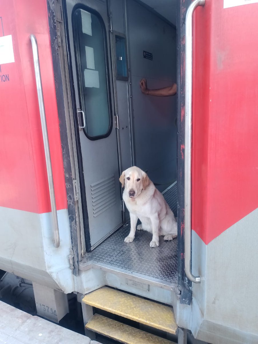 AshTheWiz's tweet photo. Army Tracker Dog Meru from the 22 Army Dog Unit boarded a train to Meerut on retirement. He will spend the rest of his days at the Dogs Retirement Home at the Remount and Veterinary Corps (RVC) Center.
He is travelling AC first class. The Ministry of Defence recently permitted service dogs on retirement to travel AC 1st with their handlers.